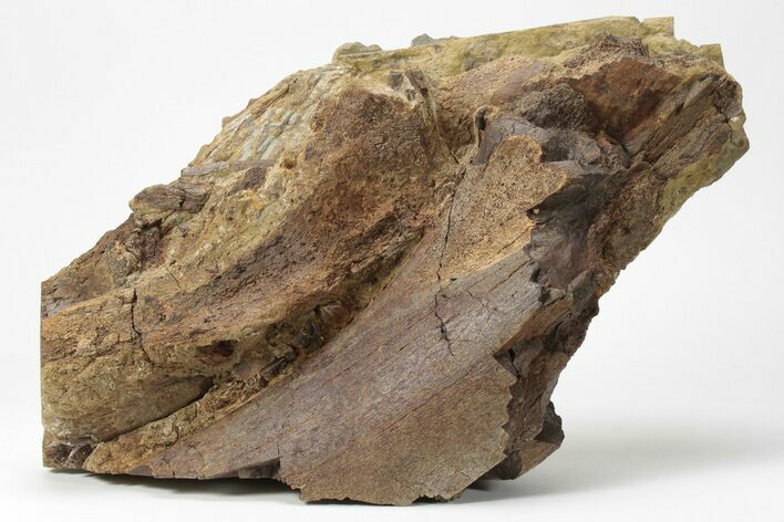 Dinosaur Tendons and Bones in Situ - Lance Formation, Wyoming #227502